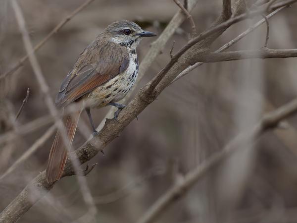 <h3><a href="/trips/tanzania/biota/animalia/chordata/aves/040 passeriformes/108 muscicapidae/cichladusa guttata/cichladusa guttata-nl.html">Cichladusa&nbsp;guttata</a> / Spotted&nbsp;palm&nbsp;thrush / Gevlekte&nbsp;palmlijster</h3>OM-1 Mark II met OLYMPUS M.150-400mm F4.5, 1/2000 sec  bij F4.5, ISO 6400, afstand 5.40&nbsp;m